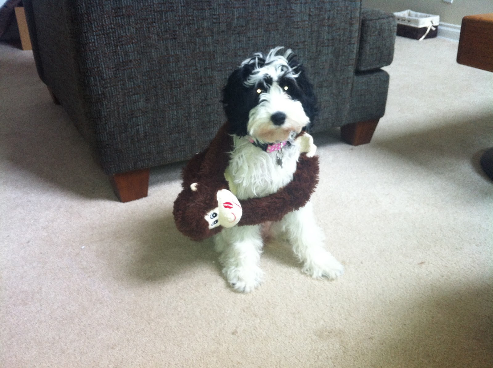 Springer Spaniel Cross Poodle