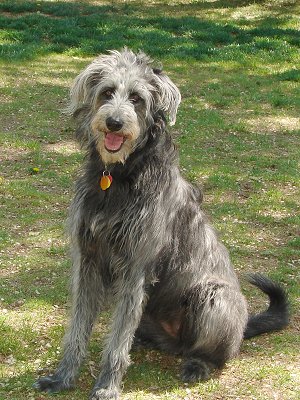 Springer Spaniel Cross Poodle