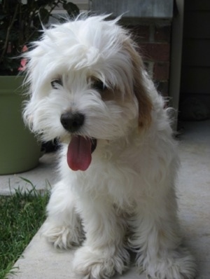 Springer Spaniel Cross Poodle