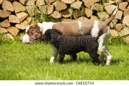 Springer Spaniel Cross Poodle