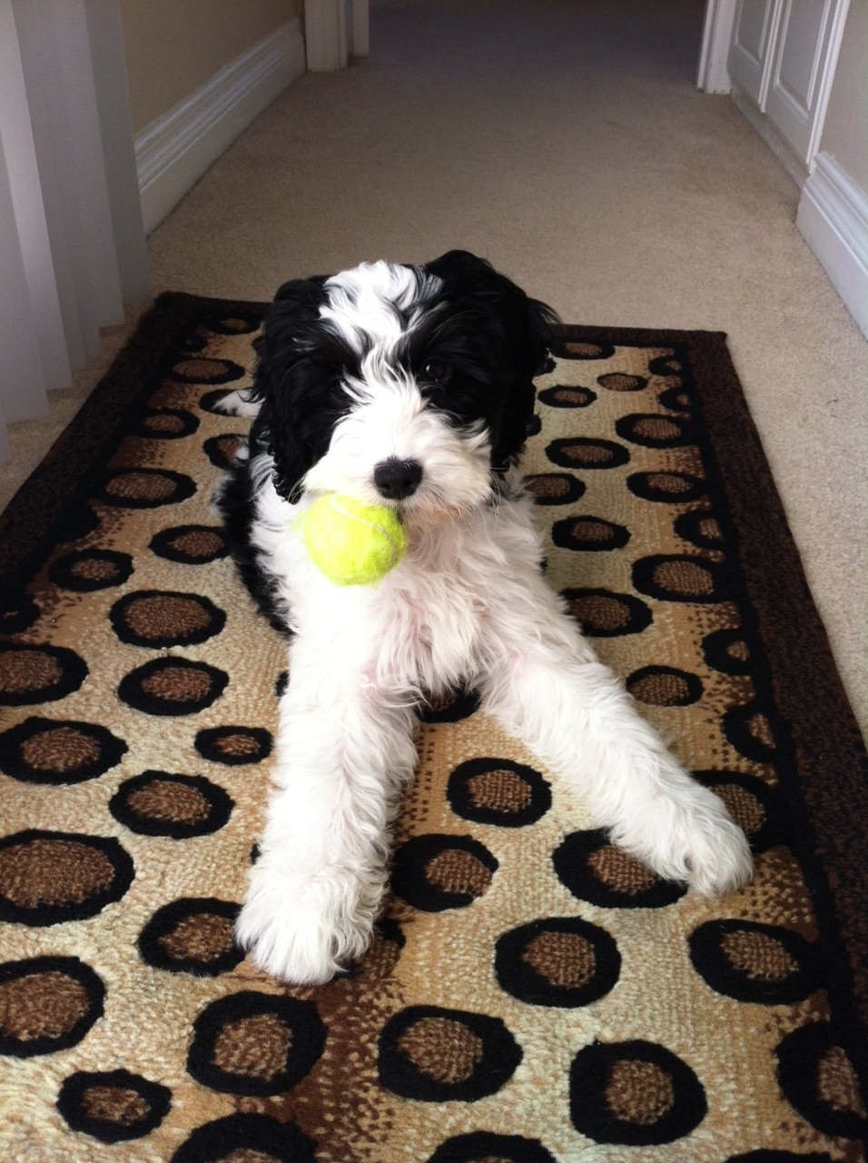 Springer Spaniel Cross Poodle Puppies