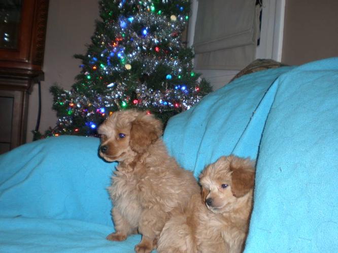 Springer Spaniel Cross Poodle Puppies For Sale