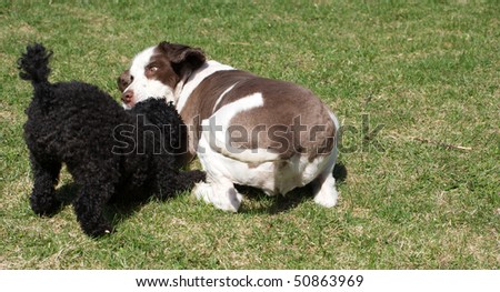 Springer Spaniel Cross Poodle Puppies For Sale