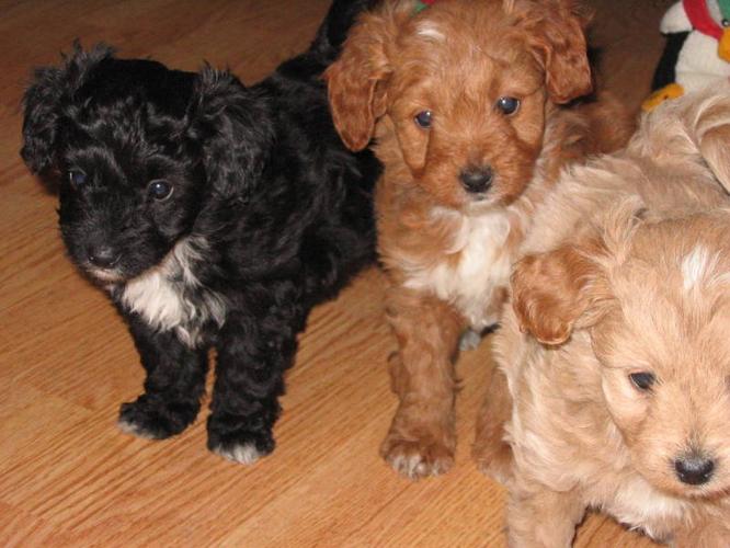 Springer Spaniel Cross Poodle Puppies For Sale