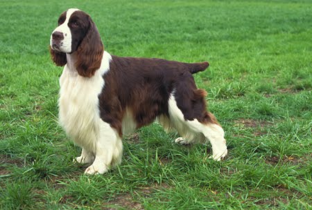 Springer Spaniel Dogs 101