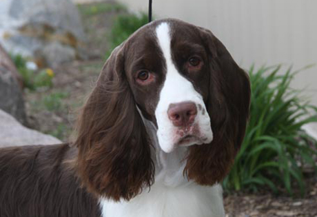 Springer Spaniel Dogs