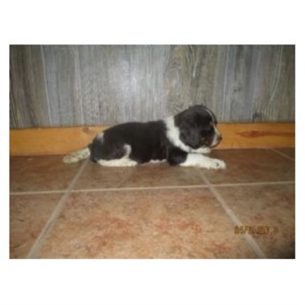 Springer Spaniel Dogs For Sale Uk