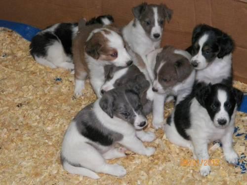 Springer Spaniel Pups For Sale In Michigan