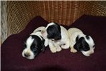Springer Spaniel Pups For Sale In Minnesota