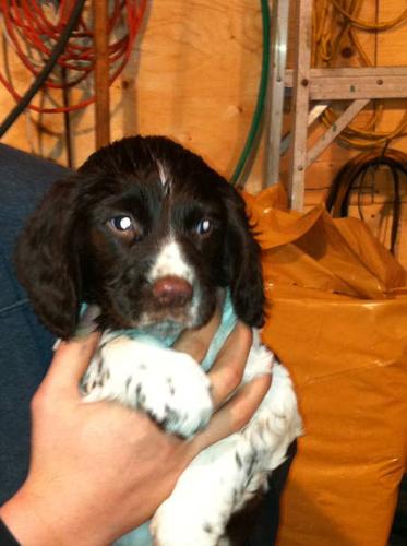 Springer Spaniel Pups For Sale In North East