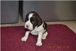 Springer Spaniel Pups For Sale In North East