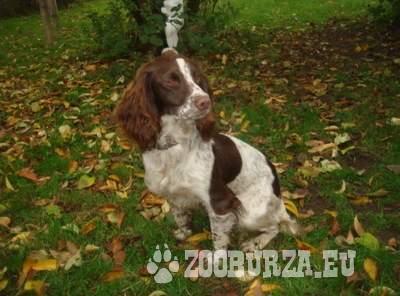 Springer Spaniel Pups For Sale In Scotland