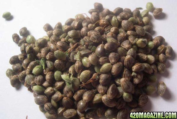 Sprouting Cannabis Seeds