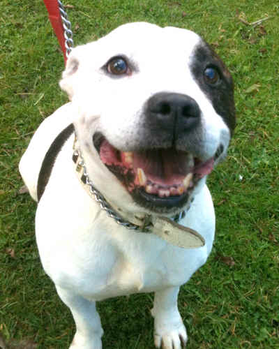 Staffie Dog Toys