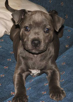 Staffie Lab Cross Puppies