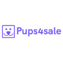 Staffie Puppies For Adoption