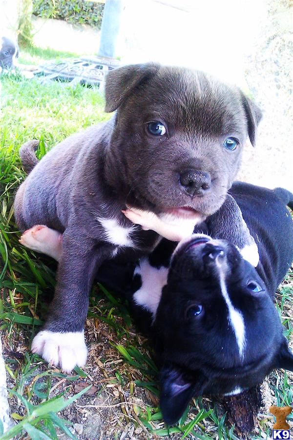 Staffie Puppies For Adoption
