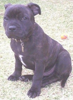 Staffie Puppies For Adoption