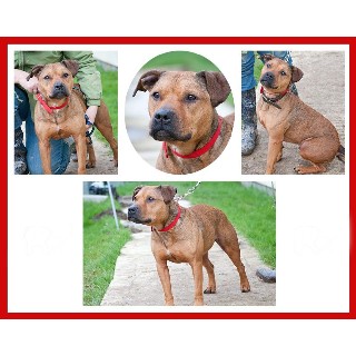 Staffie Rescue Kent