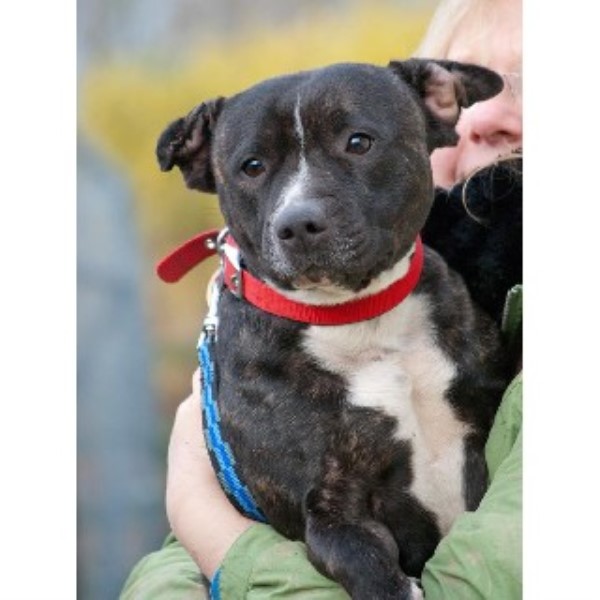 Staffie Rescue Kent