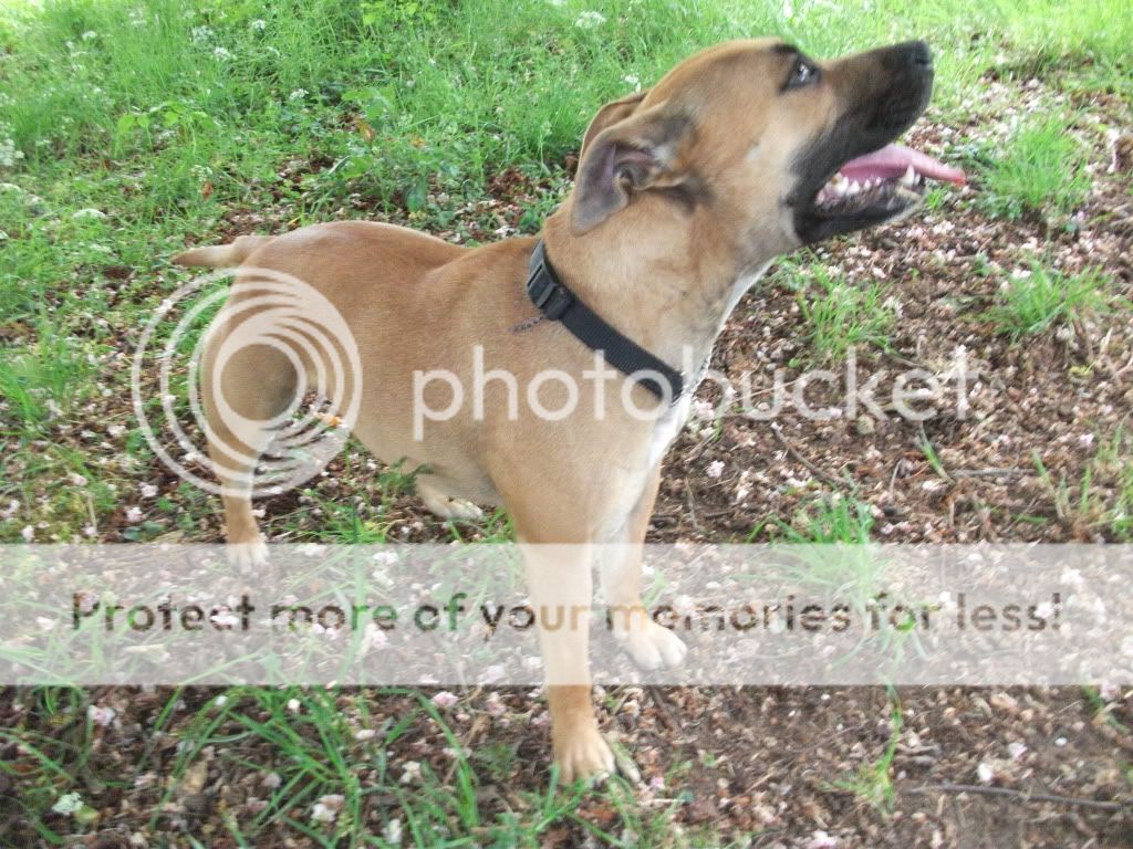 Staffordshire Bull Terrier Cross Pitbull Pictures