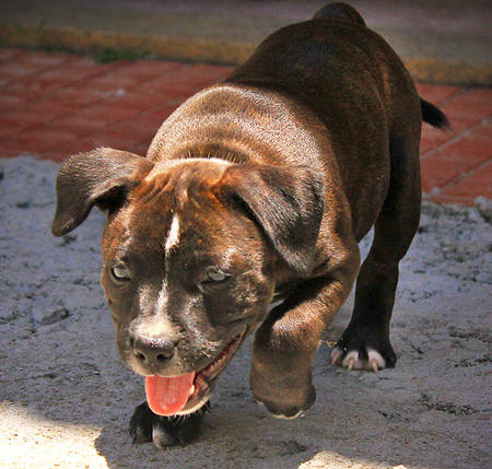 Staffordshire Bull Terrier Puppies For Sale In Ohio