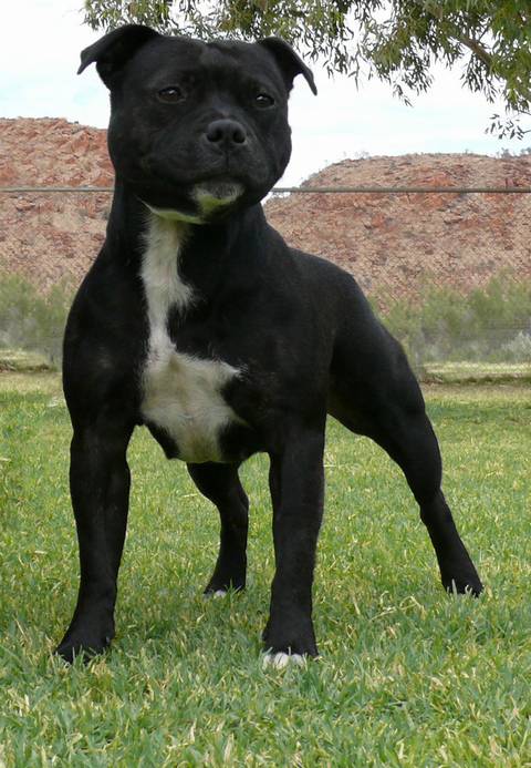 Staffordshire Bull Terrier Puppies For Sale In Ohio