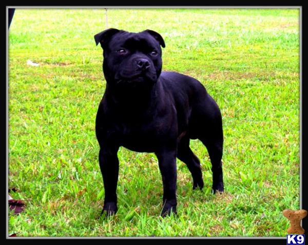 Staffordshire Bull Terrier Puppies For Sale Los Angeles