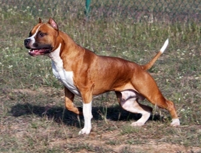 Staffordshire Dogs