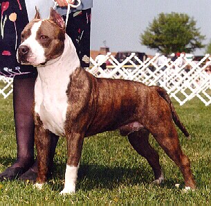 Staffordshire Terrier Americano