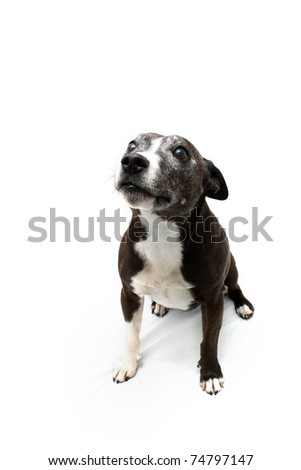 Staffordshire Terrier Cross
