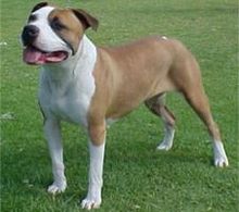 Staffordshire Terrier Cross Pitbull