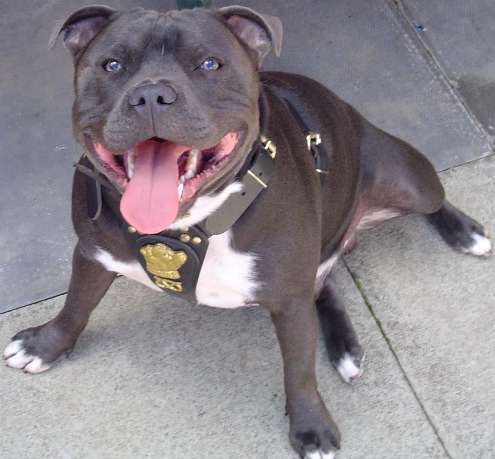 Staffordshire Terrier Dog