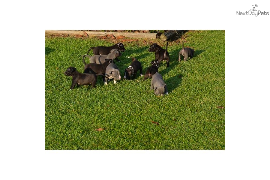 Staffordshire Terrier Puppies For Sale In Michigan