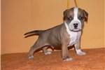 Staffordshire Terrier Puppies For Sale In Michigan
