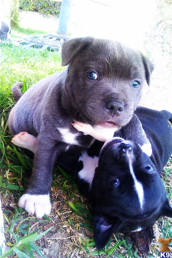 Staffordshire Terrier Puppies Texas