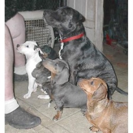 Staffordshire Terrier Puppies Texas