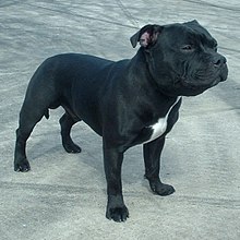 Staffy Cross