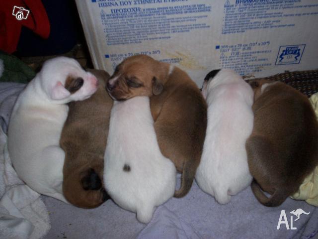 Staffy Cross Jack Russell Puppy