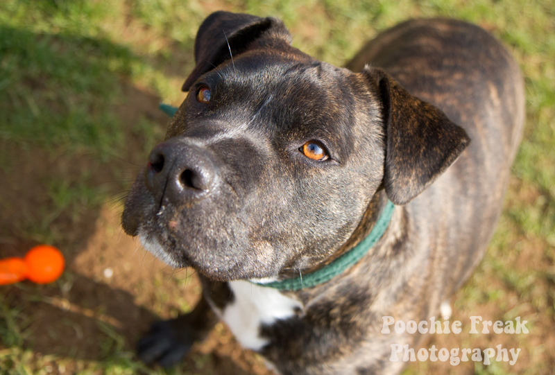 Staffy Cross Jack Russell Puppy