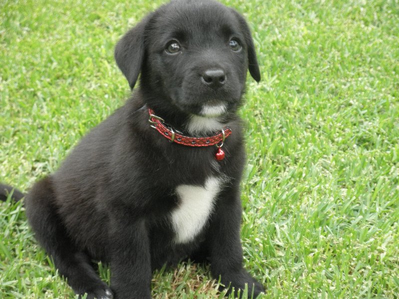 Staffy Cross Labrador Puppy