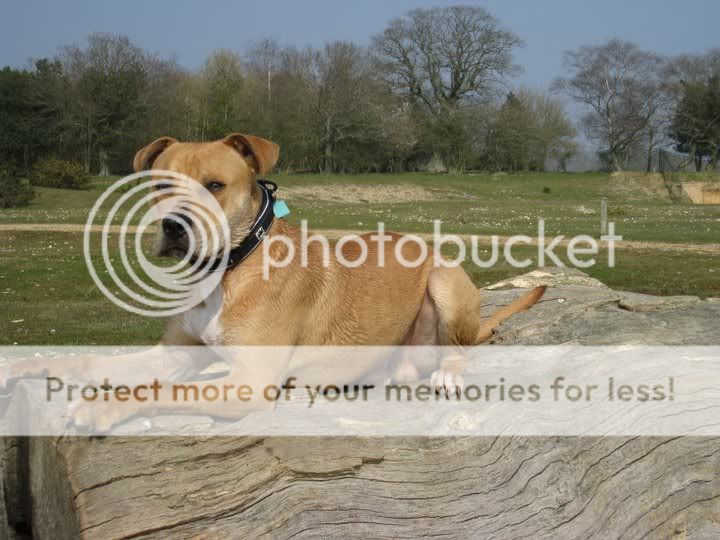 Staffy Cross Ridgeback