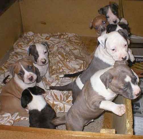 Staffy Dogs Puppies Sale