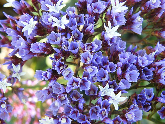 Statice Flower Description