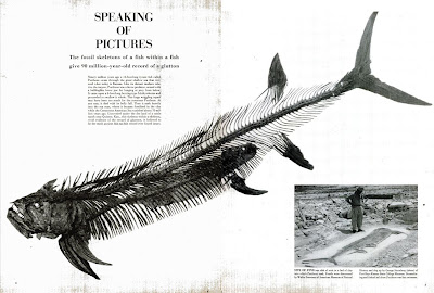 Streamlined Body Of Fish