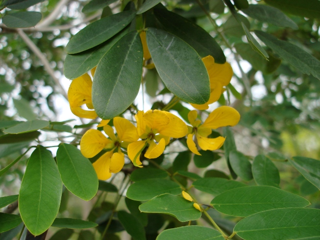 Tipos De Flores Amarillas