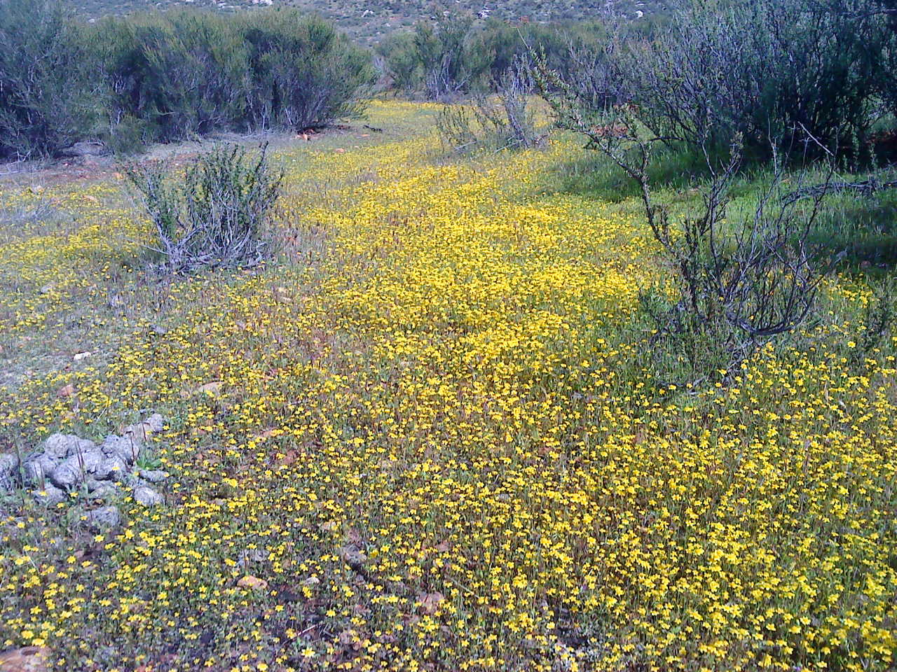 Tipos De Flores Amarillas