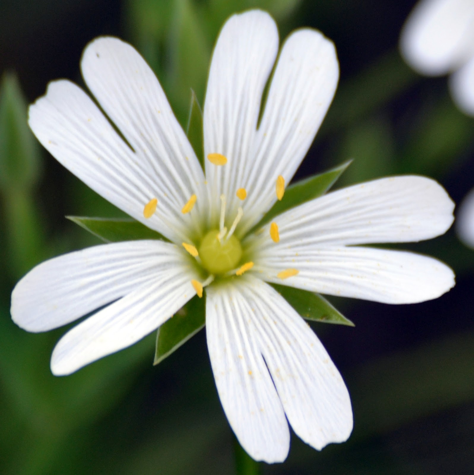 Tipos De Flores Amarillas