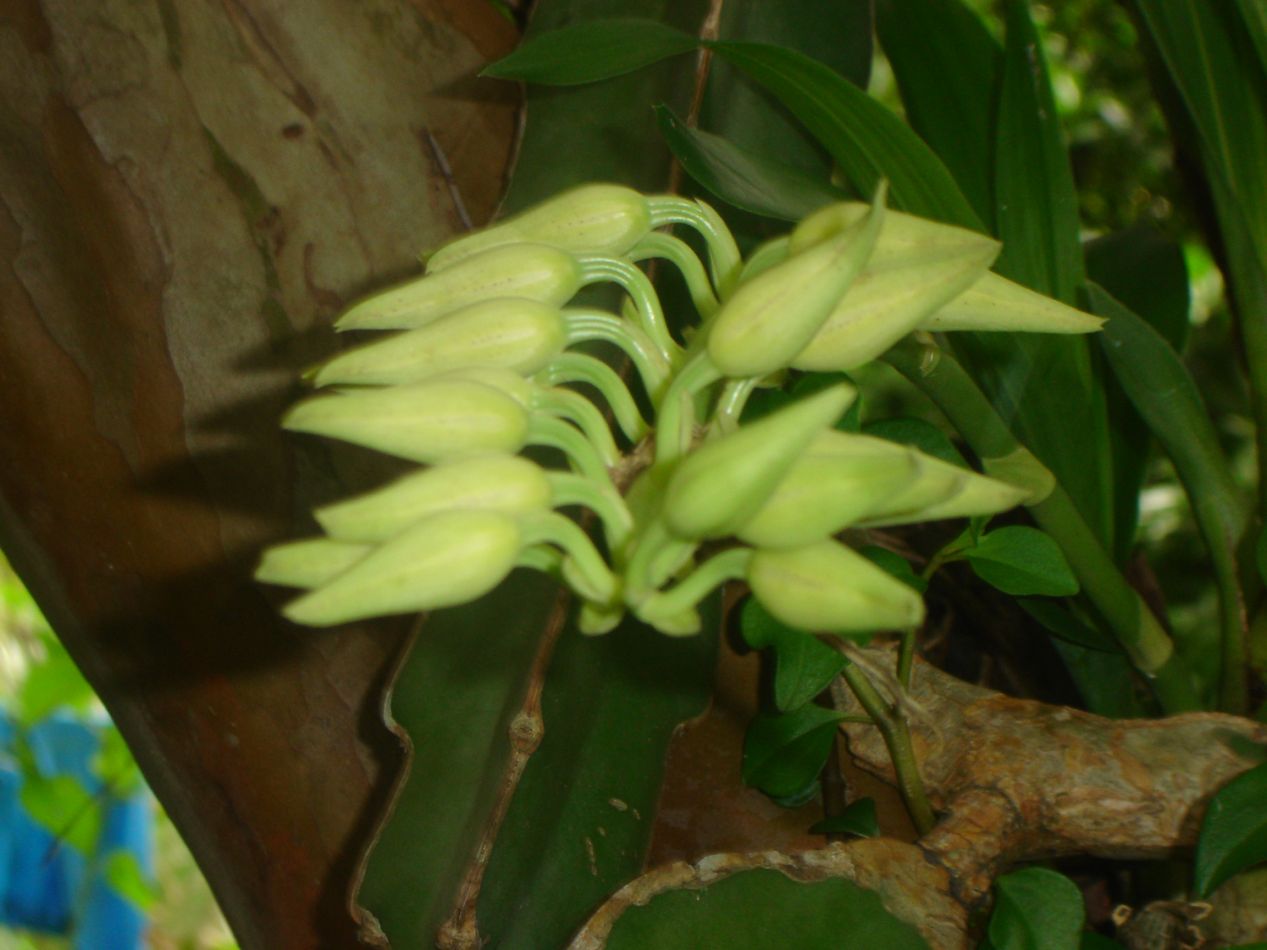 Tipos De Flores Amarillas