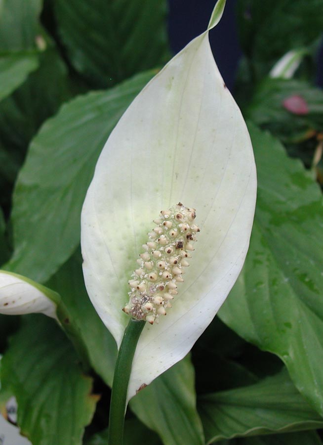 Tipos De Flores Blancas